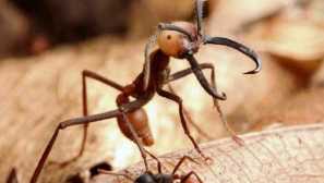 Бродячий мурахи, де живе, відмінні риси розвитку колонії